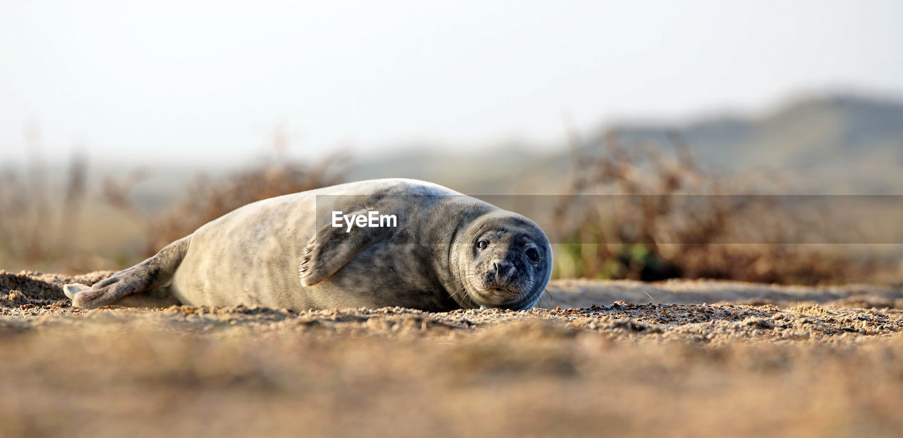 SURFACE LEVEL OF ANIMAL ON BEACH