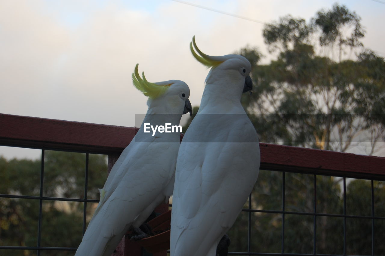 Low angle view of two cockatoo birds perching on a fence 