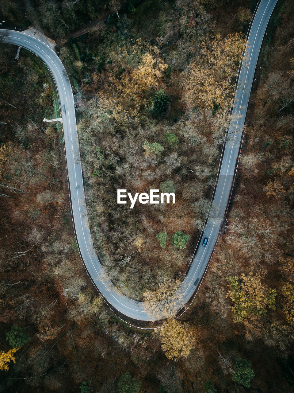 High angle view of road in forest