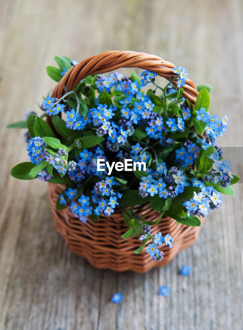 Forget me not