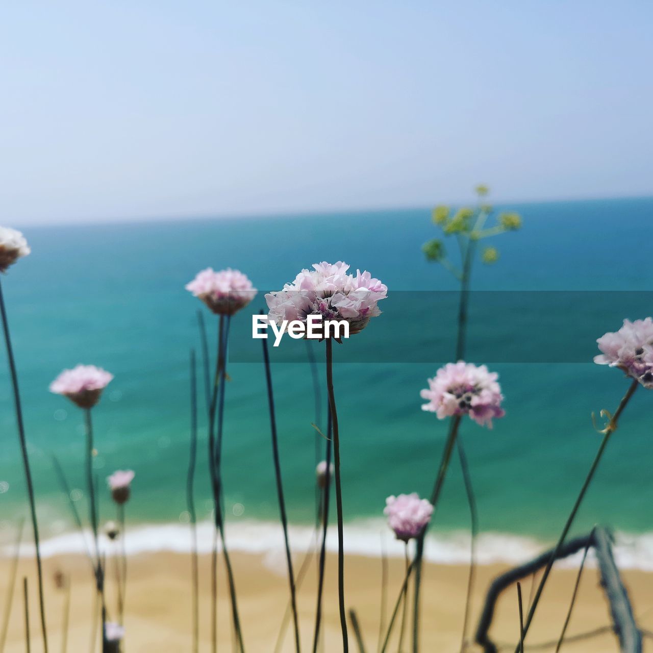 CLOSE-UP OF PINK FLOWERING PLANT AGAINST SEA