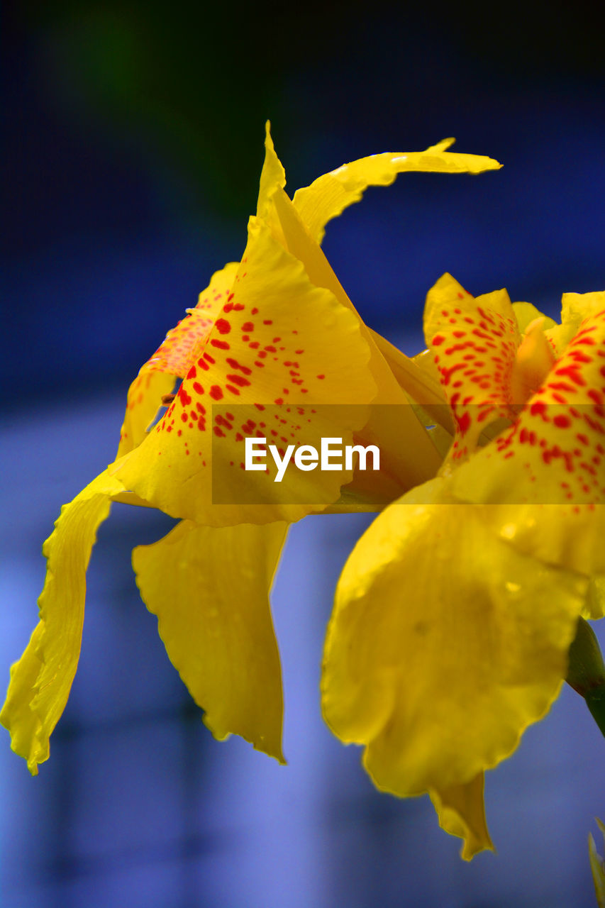 Close-up of yellow flower