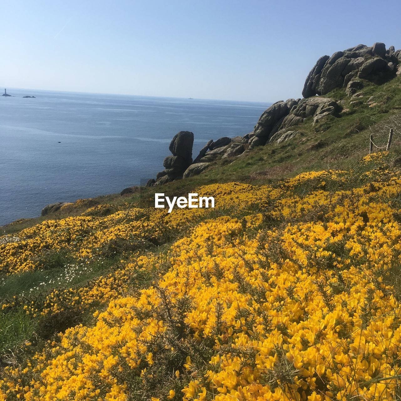 YELLOW FLOWERS ON SEA SHORE AGAINST SKY