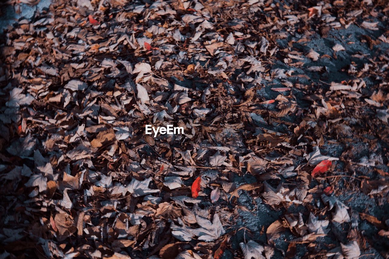 plant part, leaf, autumn, soil, dry, nature, abundance, day, no people, high angle view, full frame, leaves, tree, backgrounds, outdoors, land, large group of objects, falling, field, close-up, brown, directly above