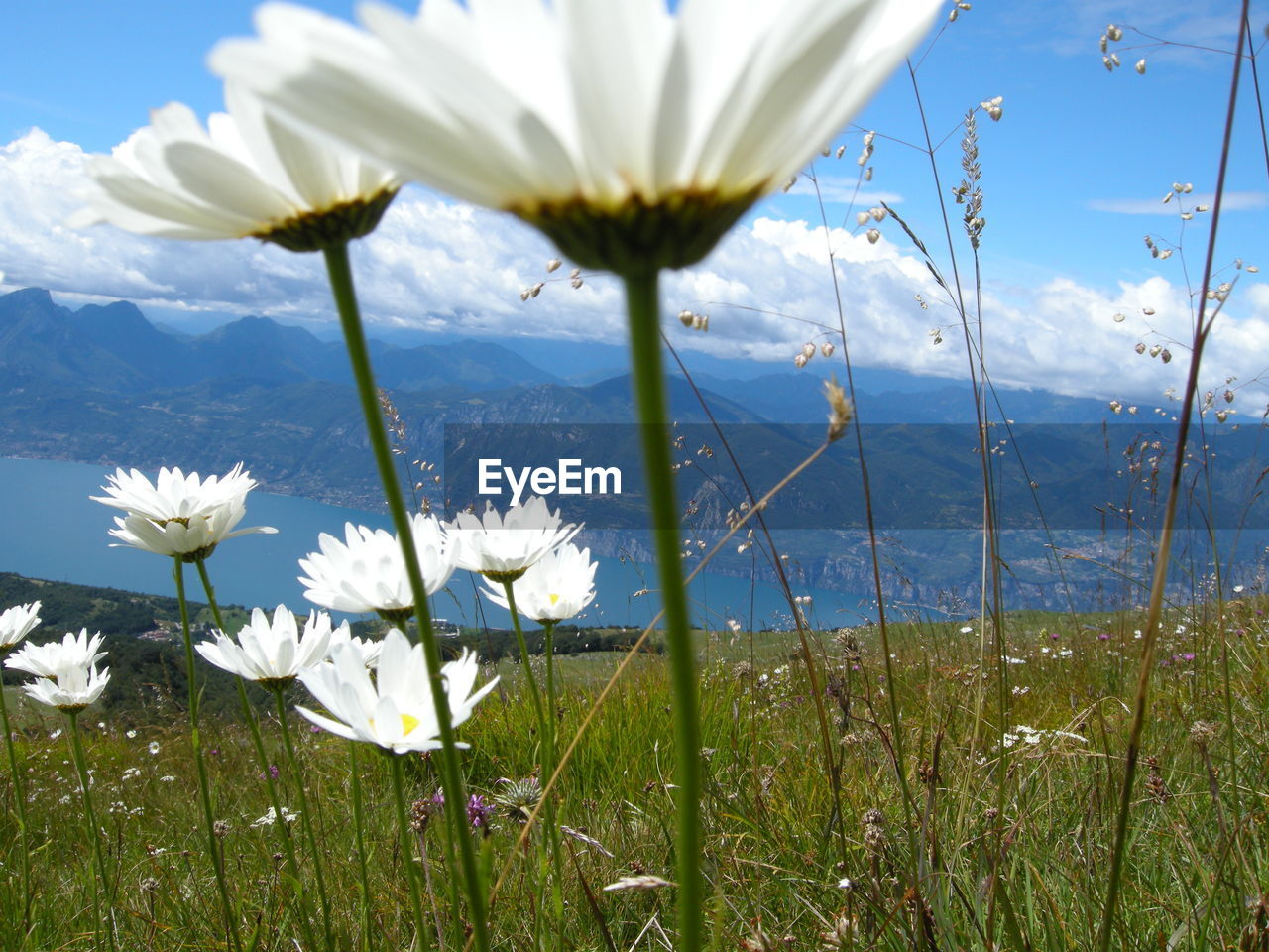 Close-up of white flowering plant on field