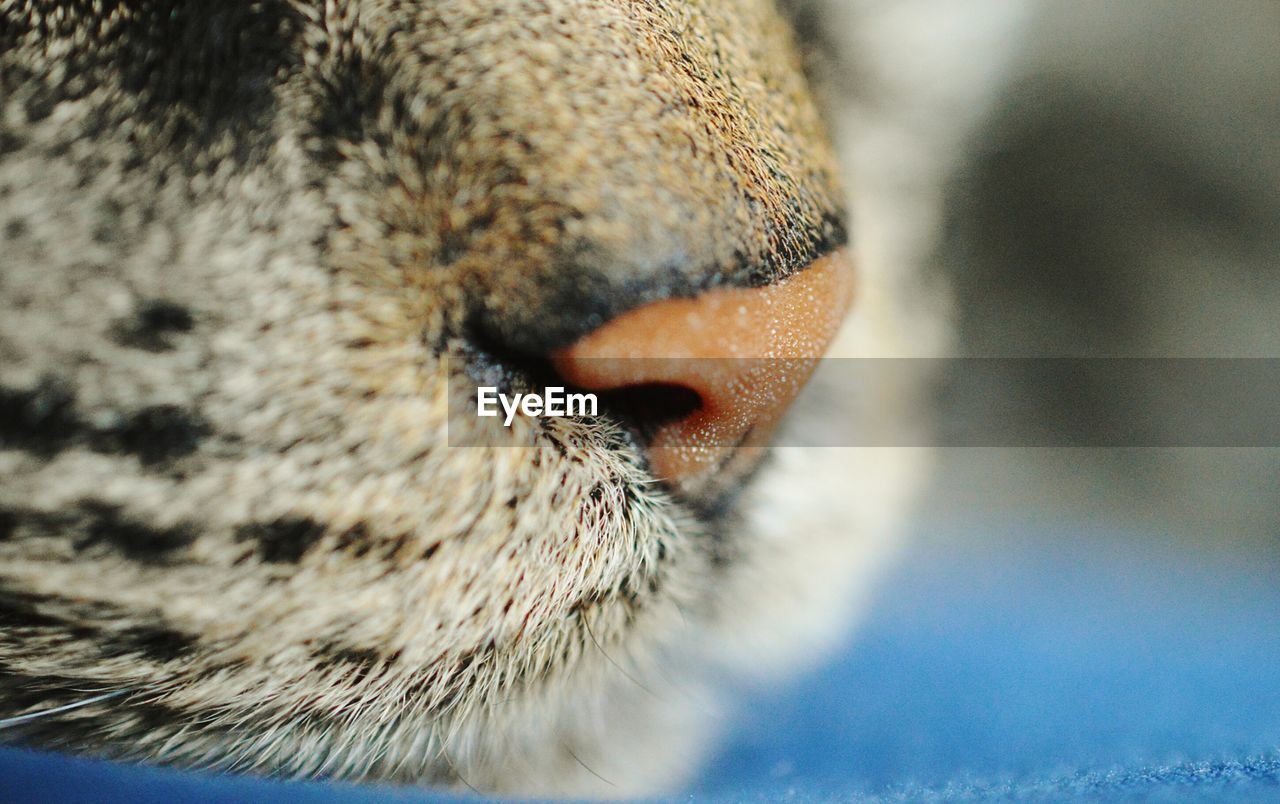 Cropped image of cat
