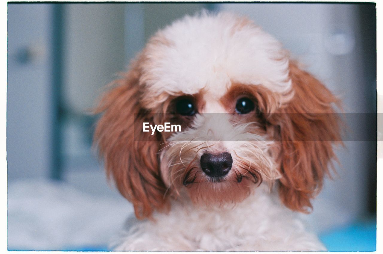 Close-up portrait of dog