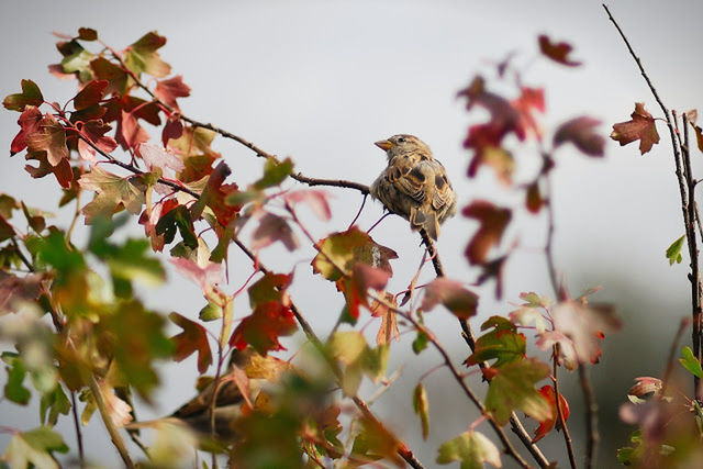 LOW ANGLE VIEW OF BIRD PERCHING ON TREE TRUNK