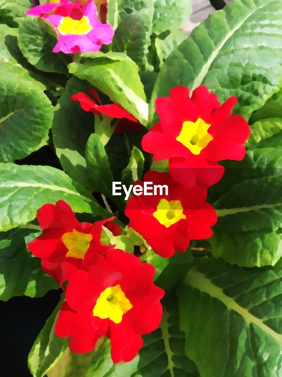 CLOSE-UP OF PINK FLOWERS