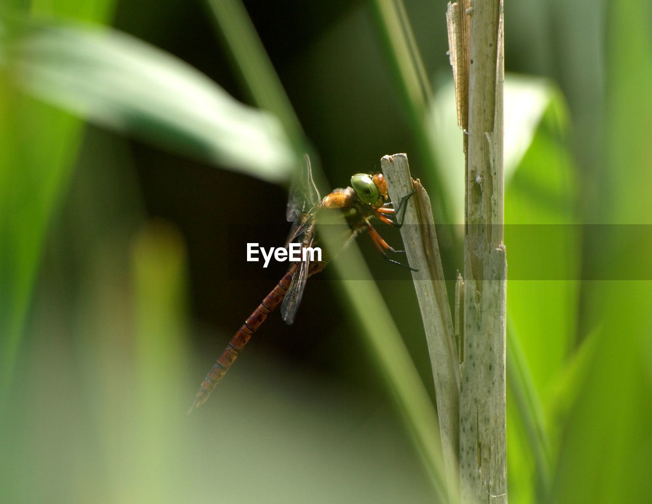 Close-up of insect on plant