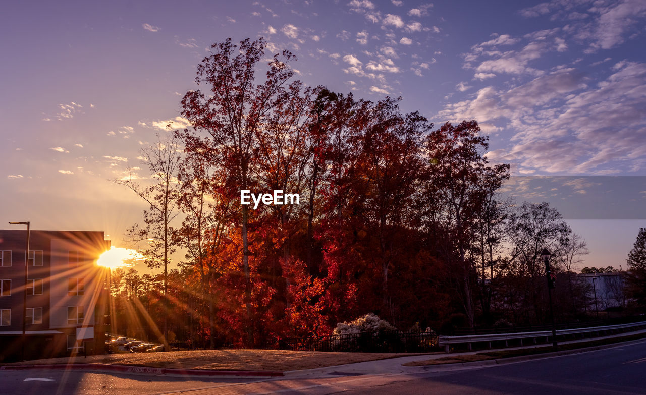 Sunlight streaming through trees against sky during sunset