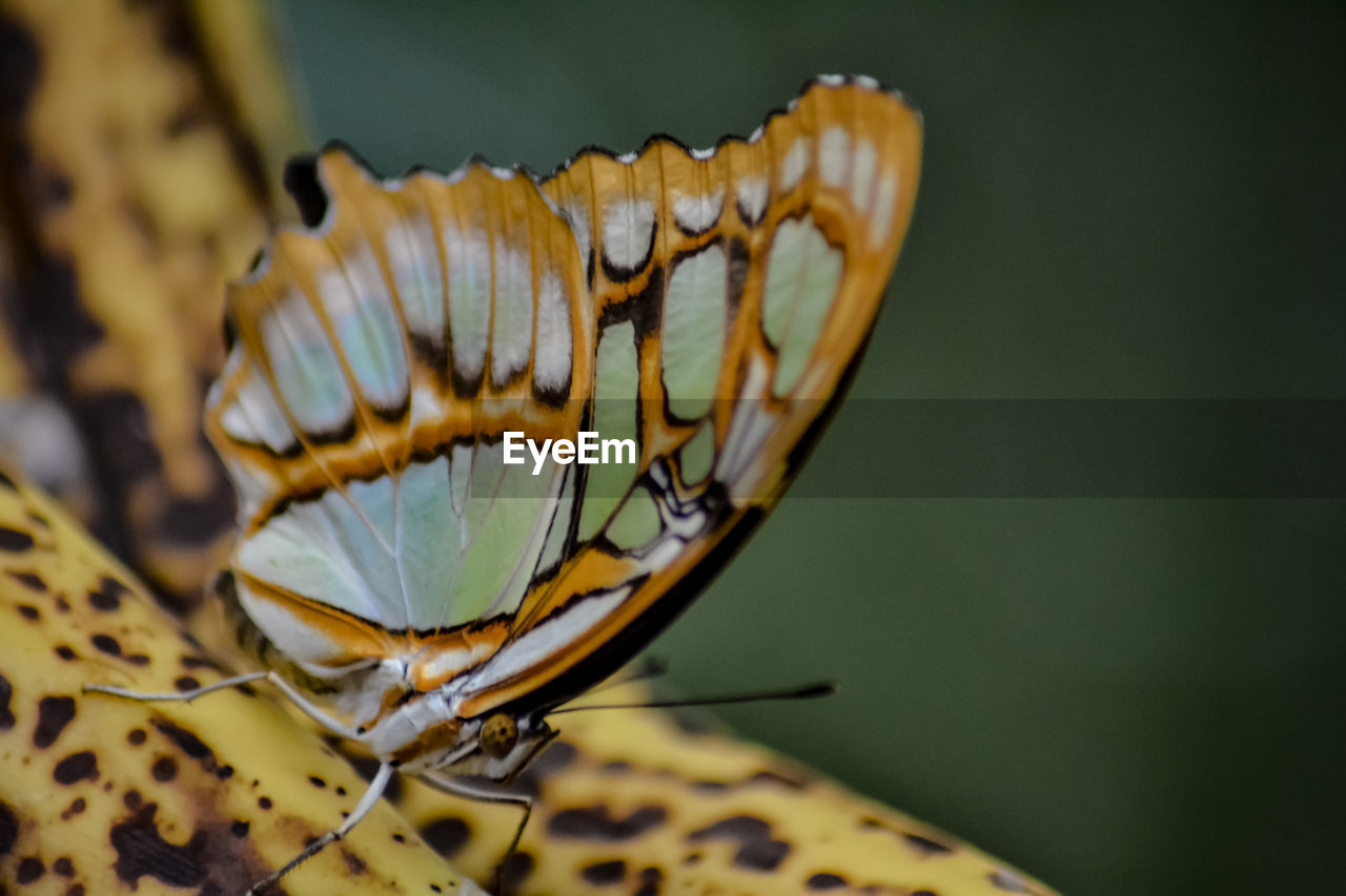 Close-up of butterfly