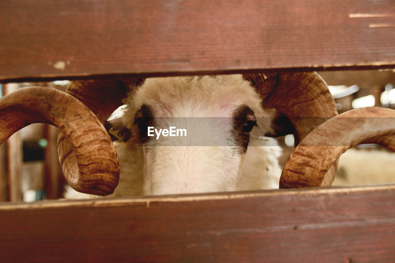 Close-up portrait of goat in wooden pen