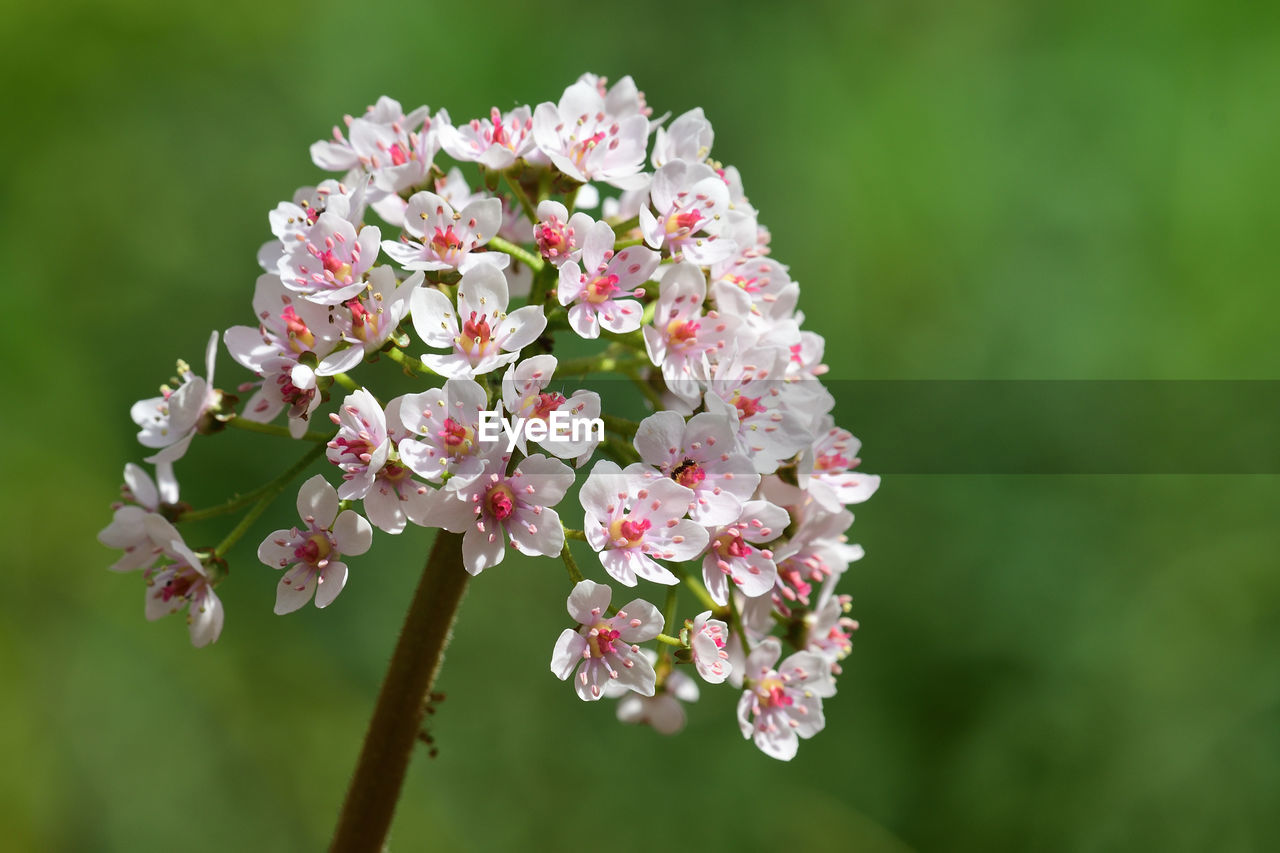 Close-up of pink white flowers