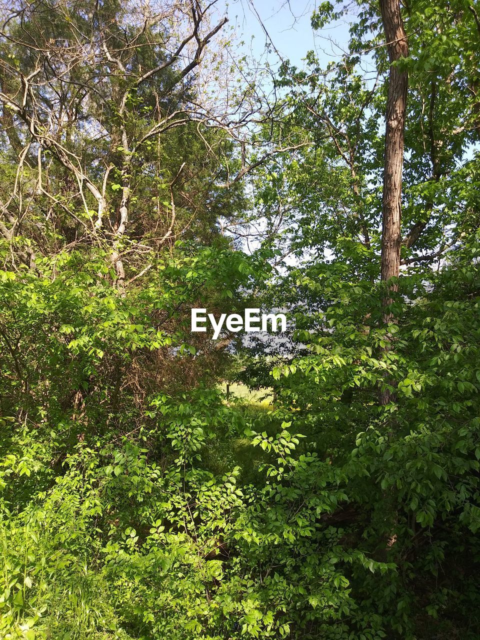 LOW ANGLE VIEW OF TREES AND PLANTS GROWING IN FOREST