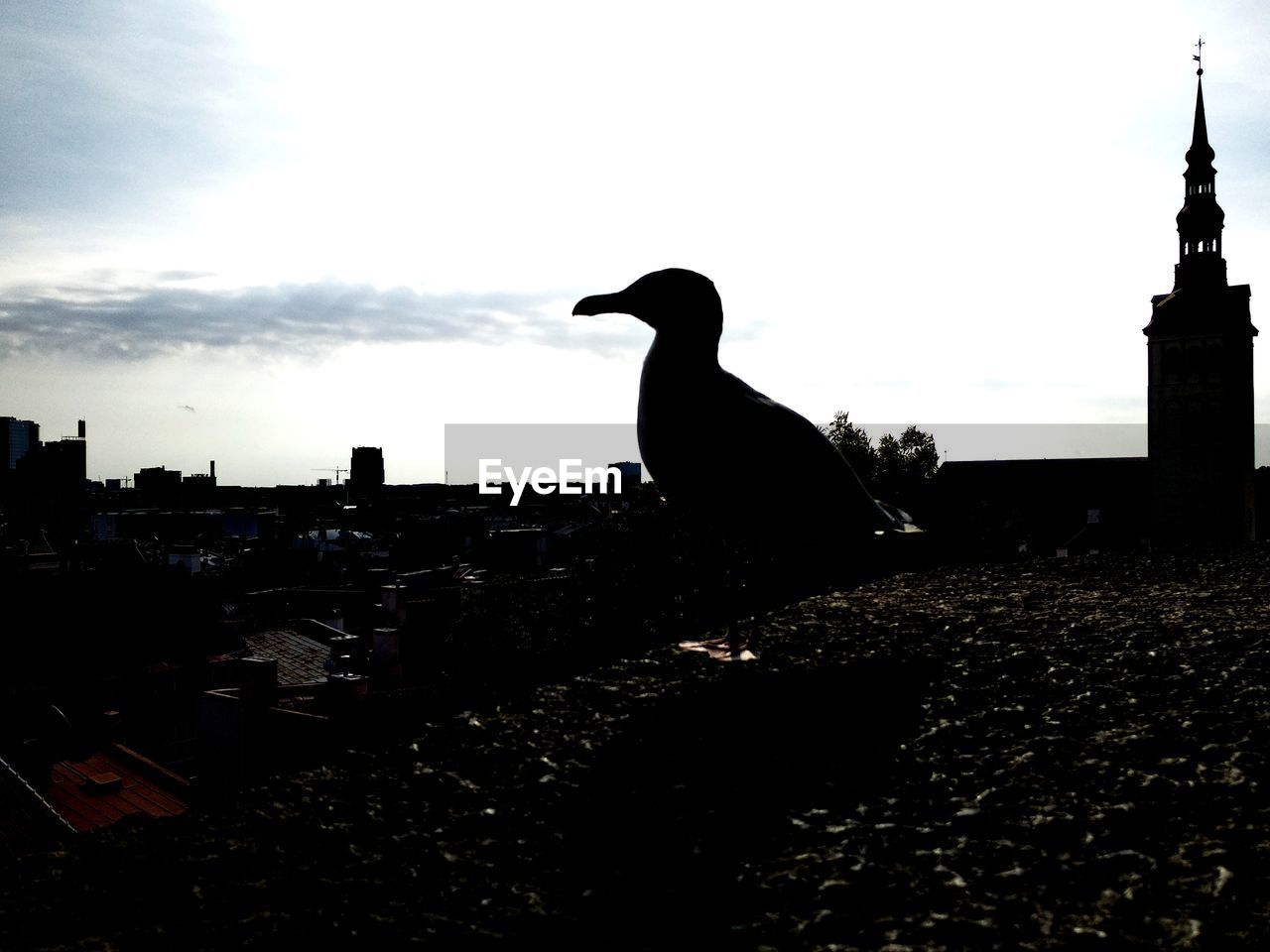 SILHOUETTE OF BIRD PERCHING ON BUILDING