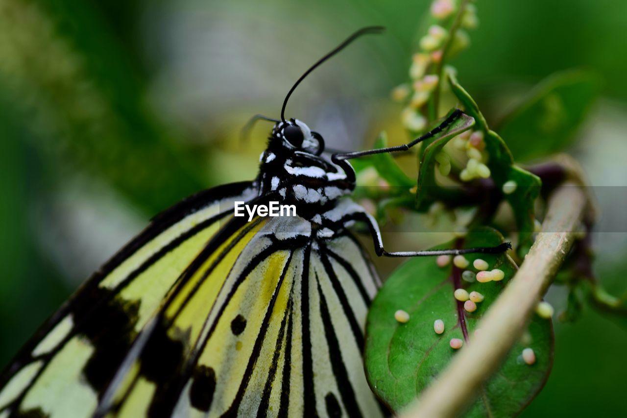 Close-up of butterfly on leaf