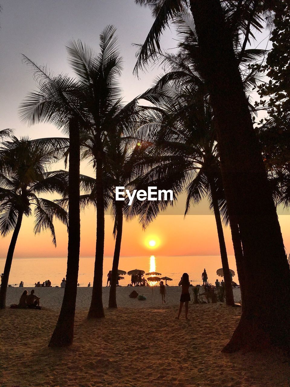 SILHOUETTE PALM TREES AT BEACH DURING SUNSET