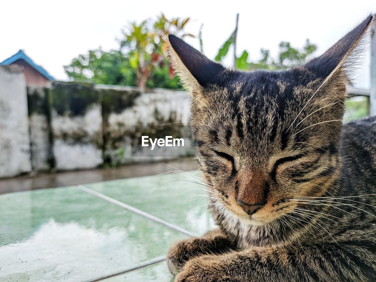 CLOSE-UP OF A CAT AGAINST THE WATER