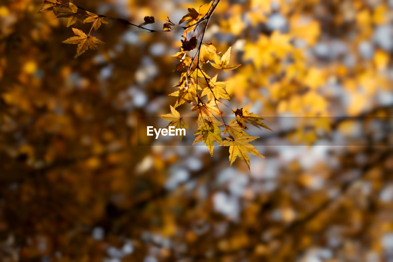 autumn, leaf, plant part, plant, tree, nature, beauty in nature, branch, yellow, sunlight, focus on foreground, no people, close-up, outdoors, autumn collection, day, tranquility, land, maple tree, scenics - nature, selective focus, orange color, environment, flower, macro photography, sky, landscape, growth, backgrounds, twig, maple, non-urban scene, maple leaf, fragility, forest, gold