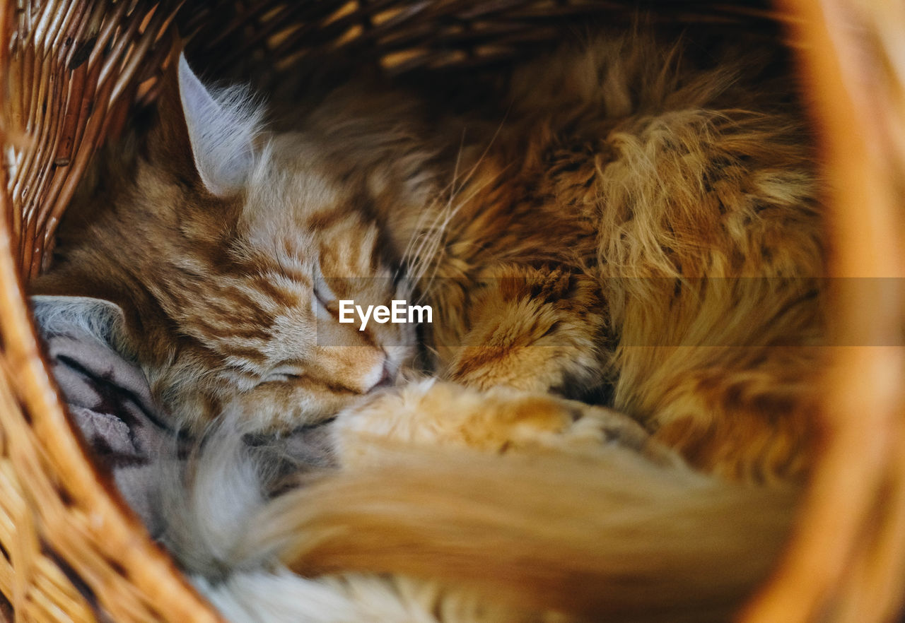 CLOSE-UP OF A CAT SLEEPING IN A BLANKET