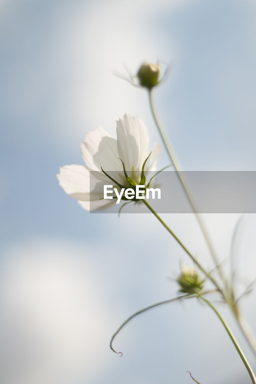 close-up of white flowering plant