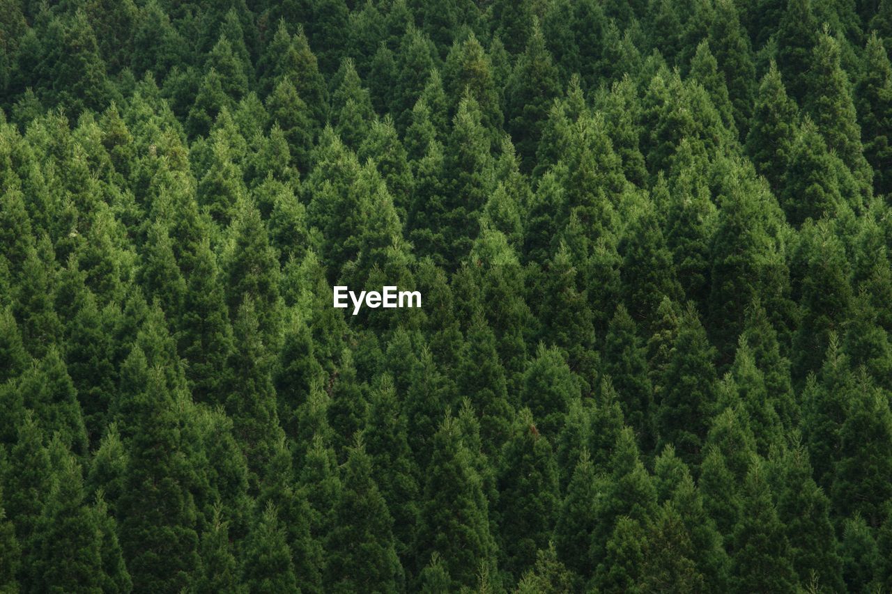 Full frame shot of pine trees