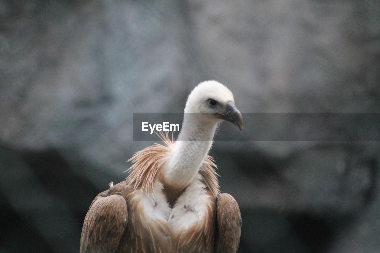 Close-up of a eagle