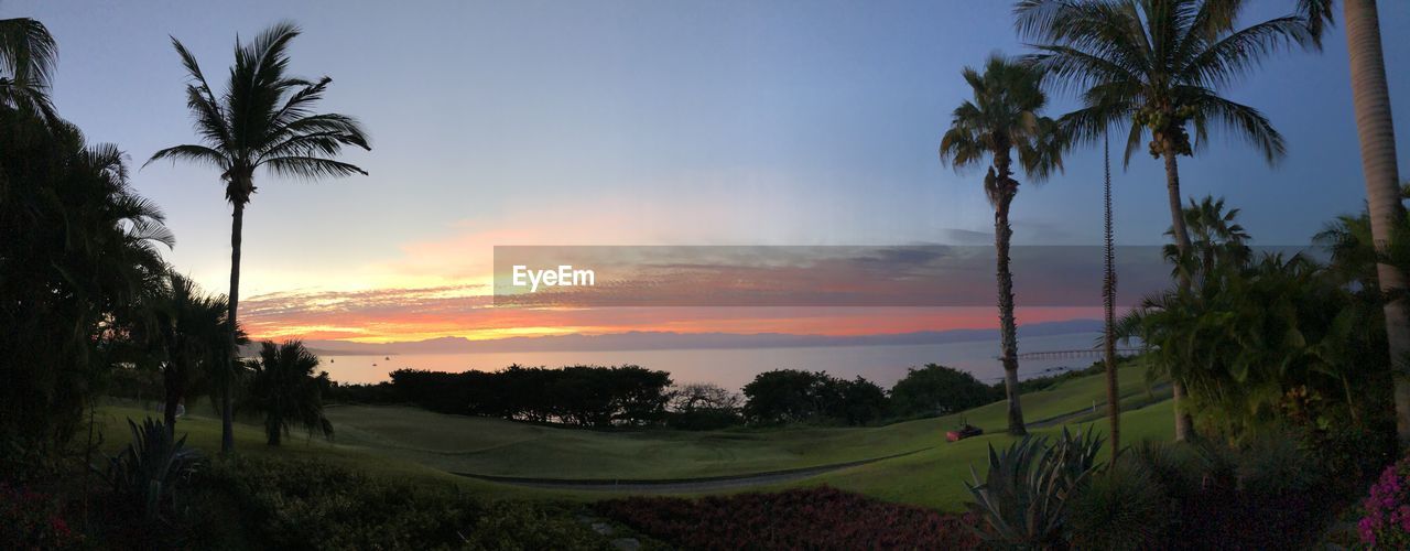 Scenic view of palm trees against sky during sunset