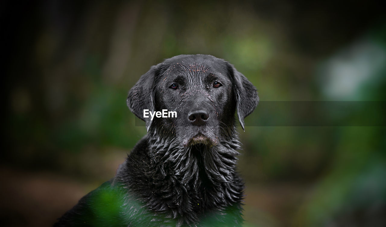 Close-up portrait of a dog