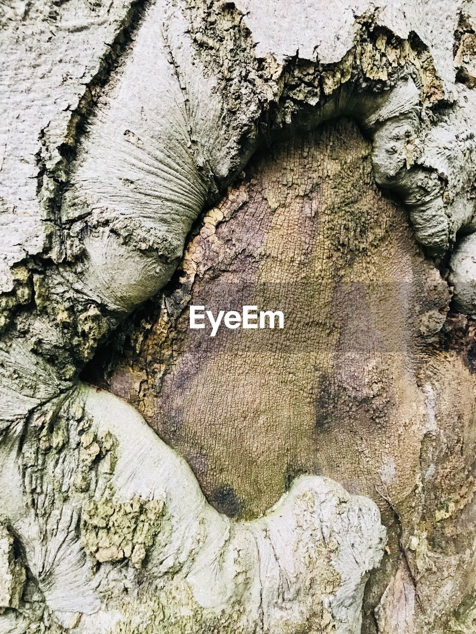 FULL FRAME SHOT OF TREE TRUNK WITH BARK