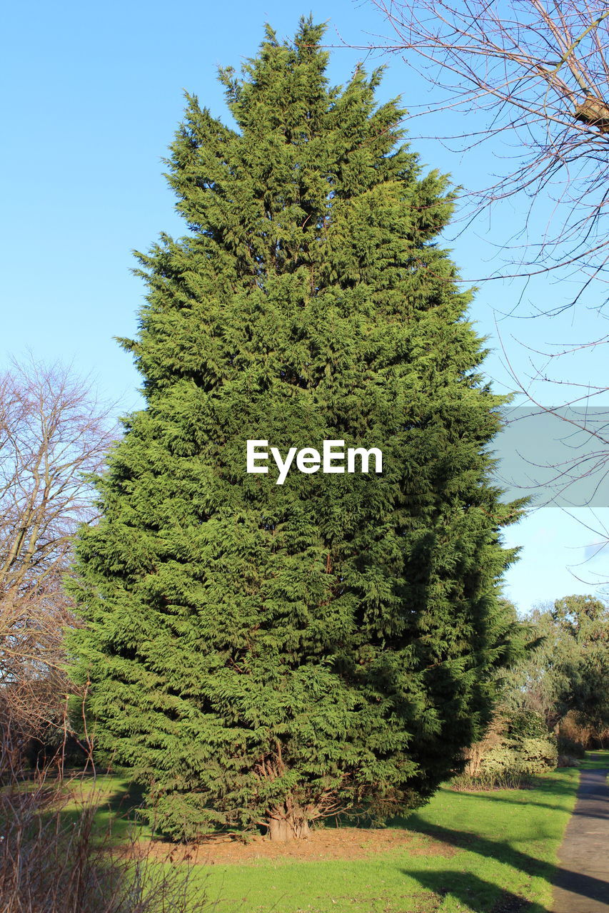 LOW ANGLE VIEW OF TREE AGAINST CLEAR BLUE SKY