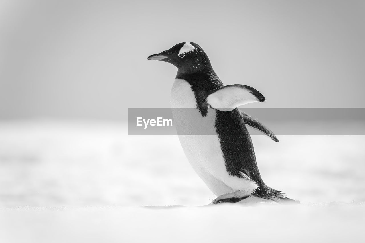 bird, animal themes, animal, animal wildlife, penguin, wildlife, beak, cold temperature, snow, nature, full length, one animal, winter, close-up, king penguin, no people, black and white, ice, monochrome, water, environment, side view, outdoors, day, sea, monochrome photography, land, white, frozen, black