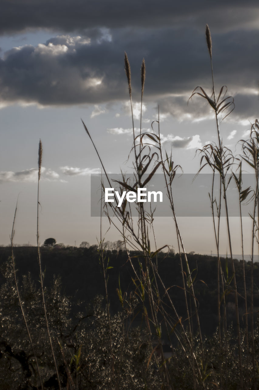 Scenic view of field against cloudy sky