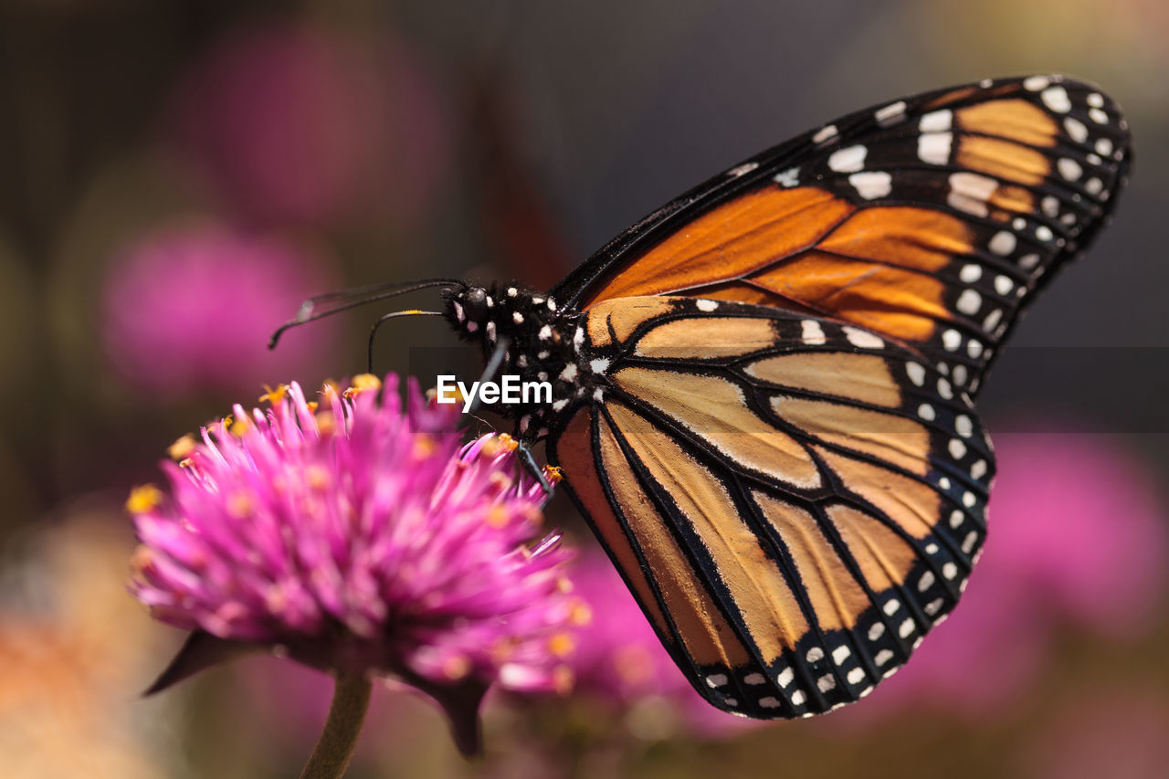 Close-up of butterfly pollinating on pink flower