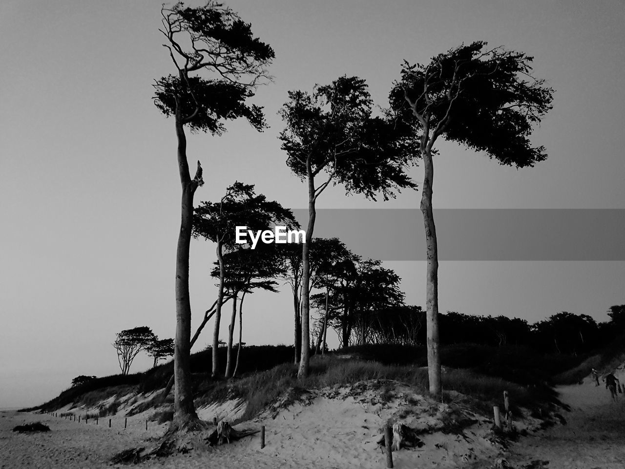 TREES ON FIELD AGAINST SKY