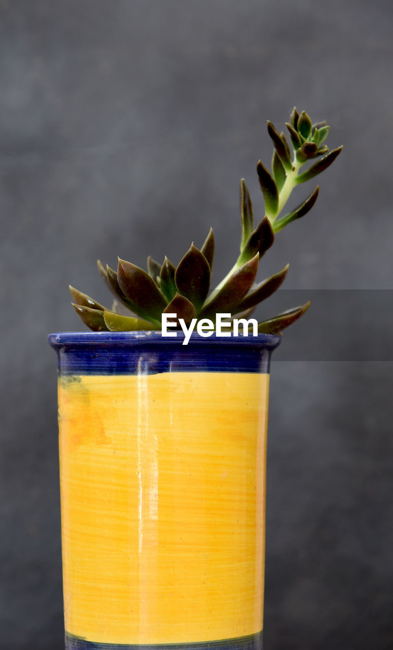 CLOSE-UP OF POTTED PLANT LEAVES