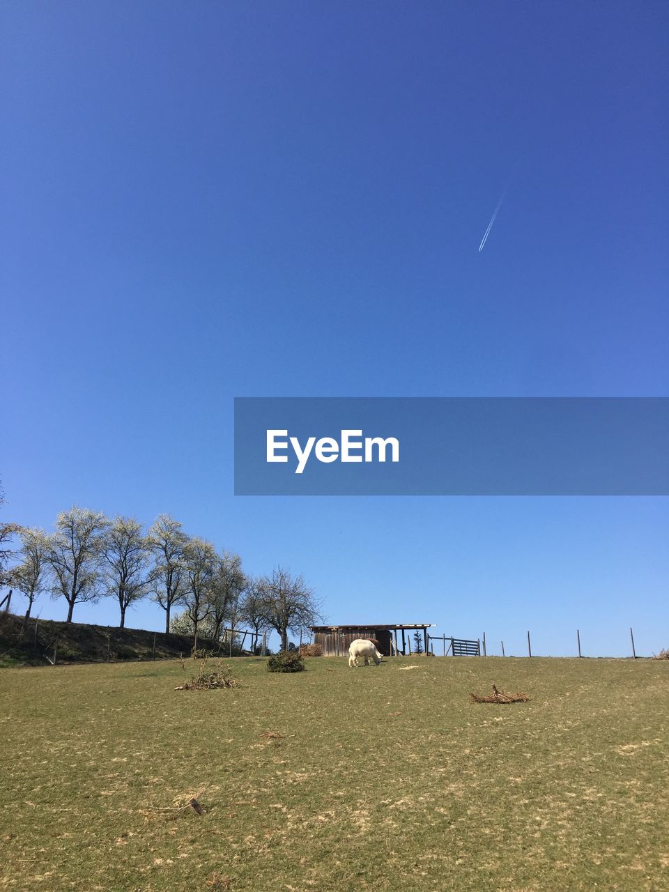 SCENIC VIEW OF FIELD AGAINST CLEAR SKY