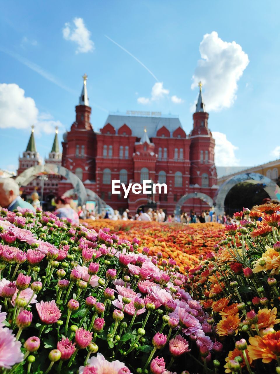 Flowering plants by building against sky