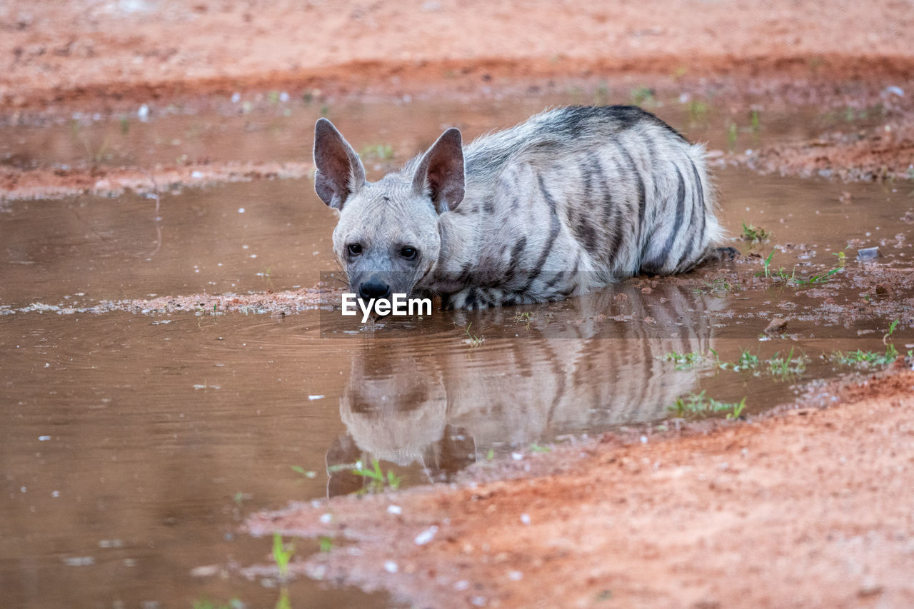 VIEW OF A DOG DRINKING WATER IN LAKE