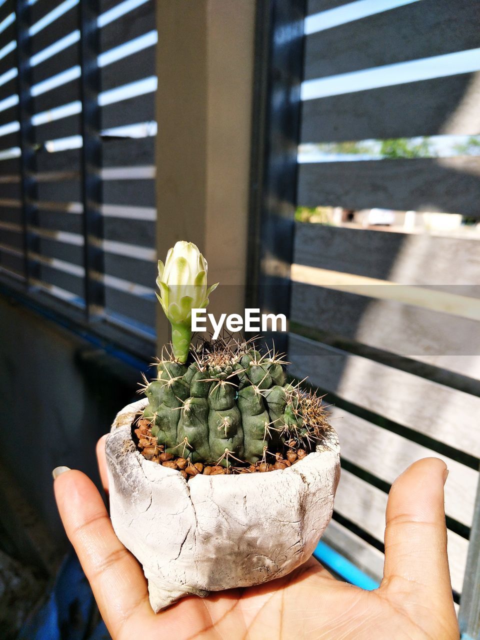 Cropped hand holding plant against window