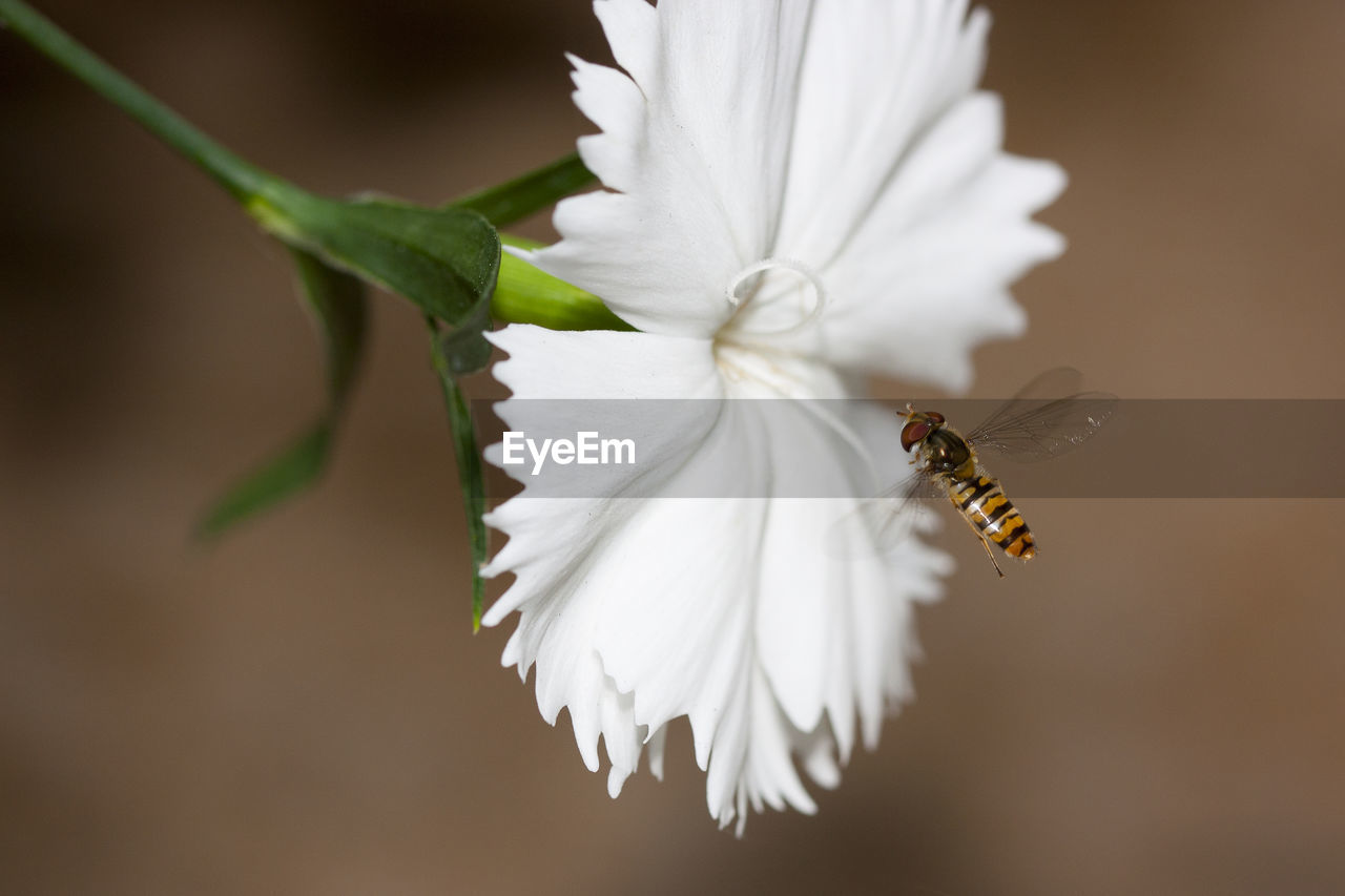 BEE ON WHITE FLOWER