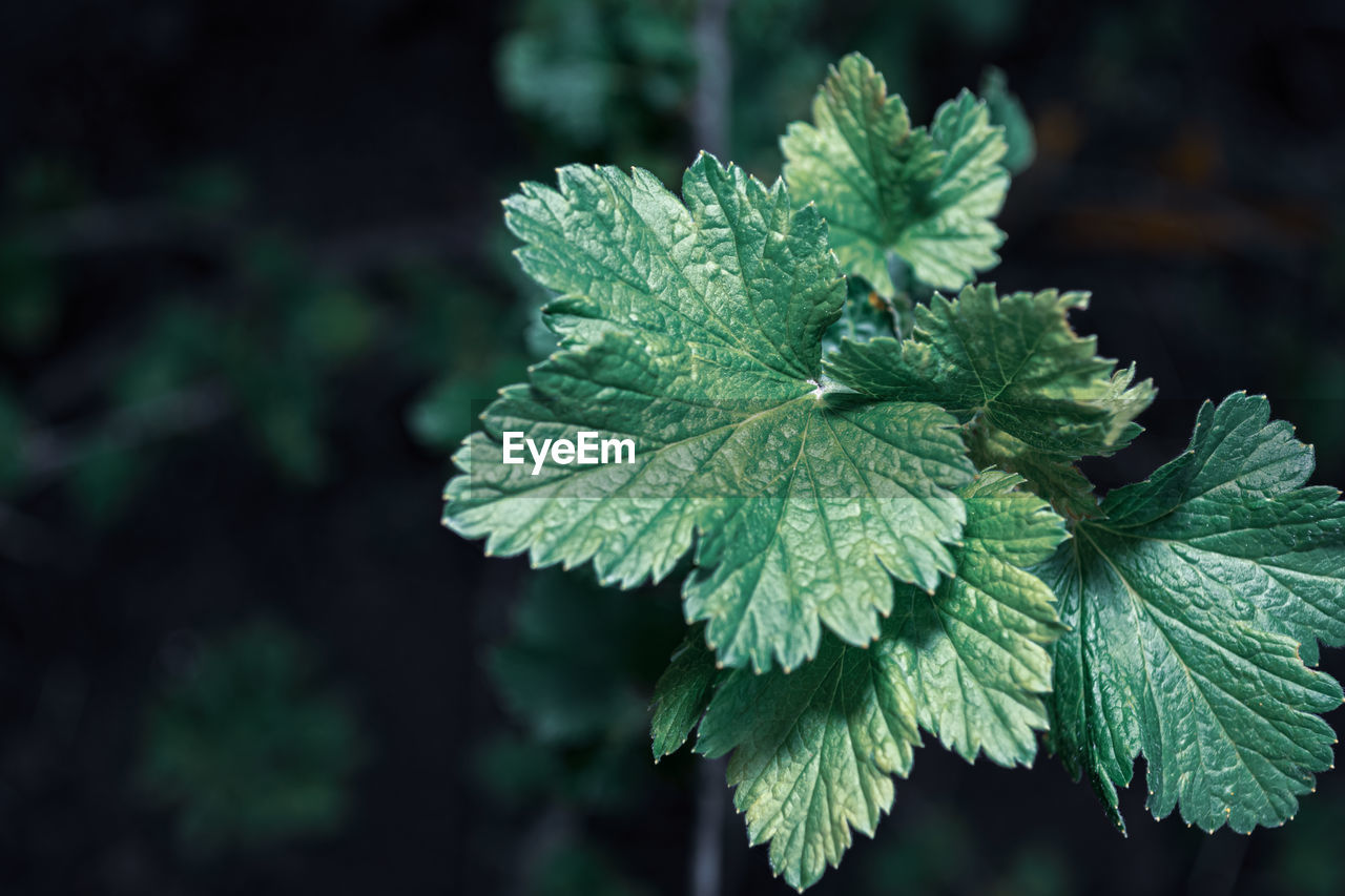 Green leaves of black currant on a dark background. the photo is made in cold shades.