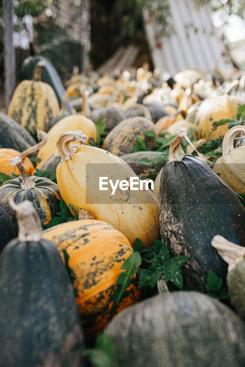 Close-up of pumpkins for sale at market