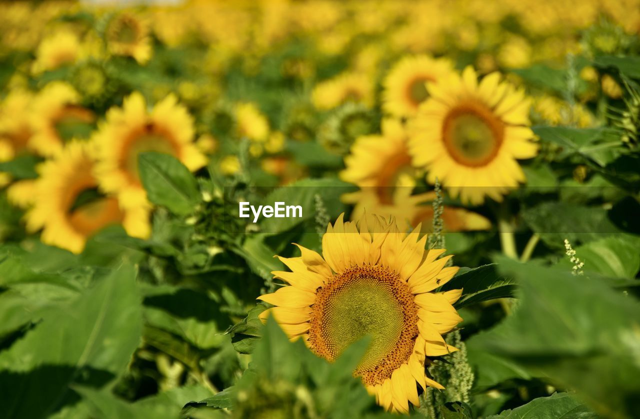 Close-up of sunflower in field