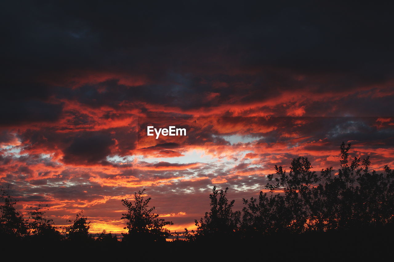 Silhouette trees against sky during sunset