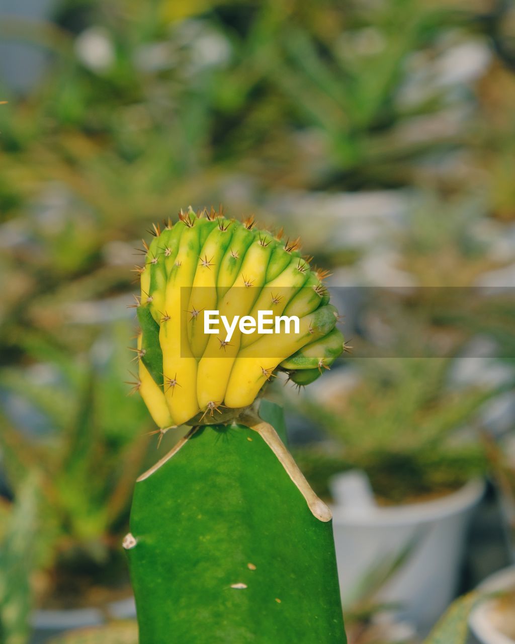 CLOSE-UP OF YELLOW CACTUS GROWING ON PLANT