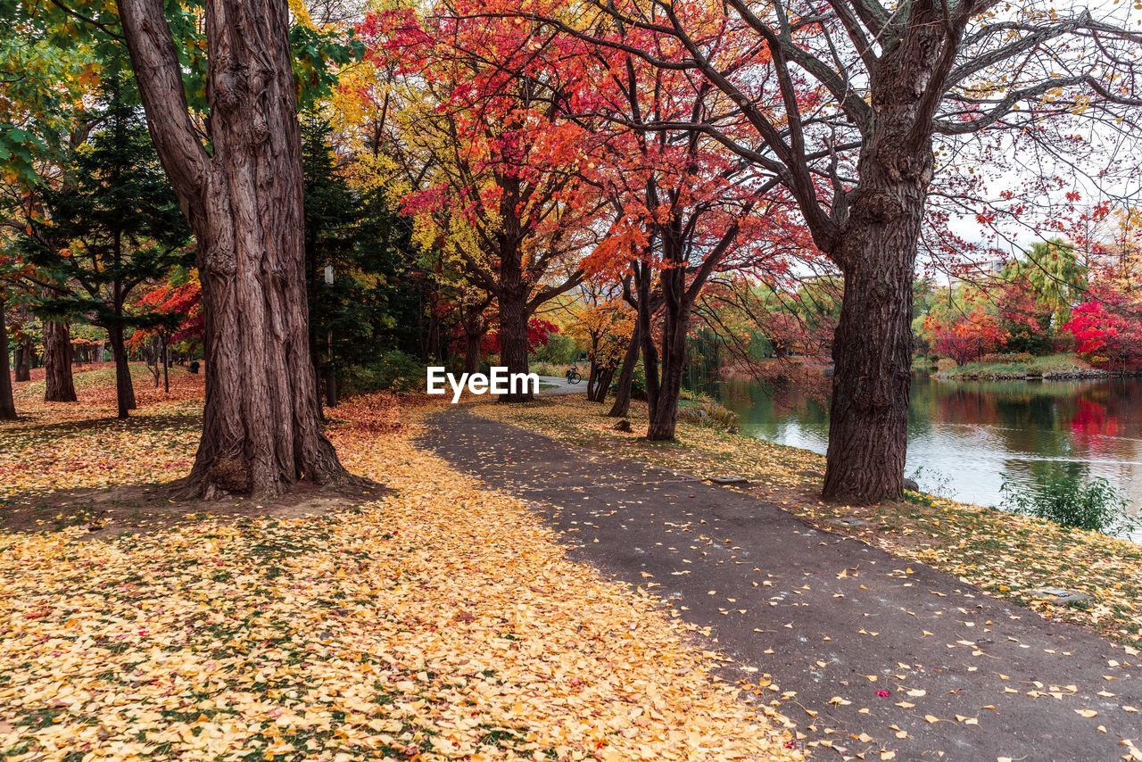 Trees in park during autumn