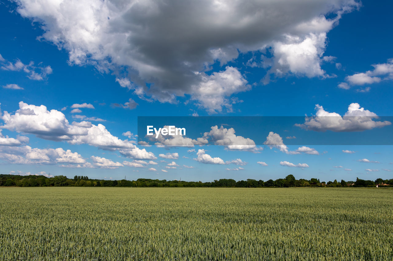 SCENIC VIEW OF FARMS AGAINST SKY