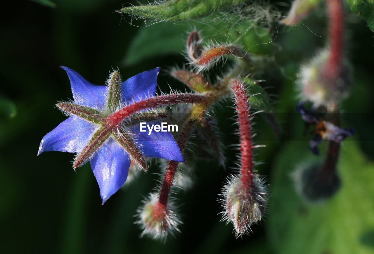 Close-up of purple flowering plant